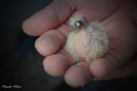 /album/fotogalerij1/cees-broekhuizen-1-jpg/